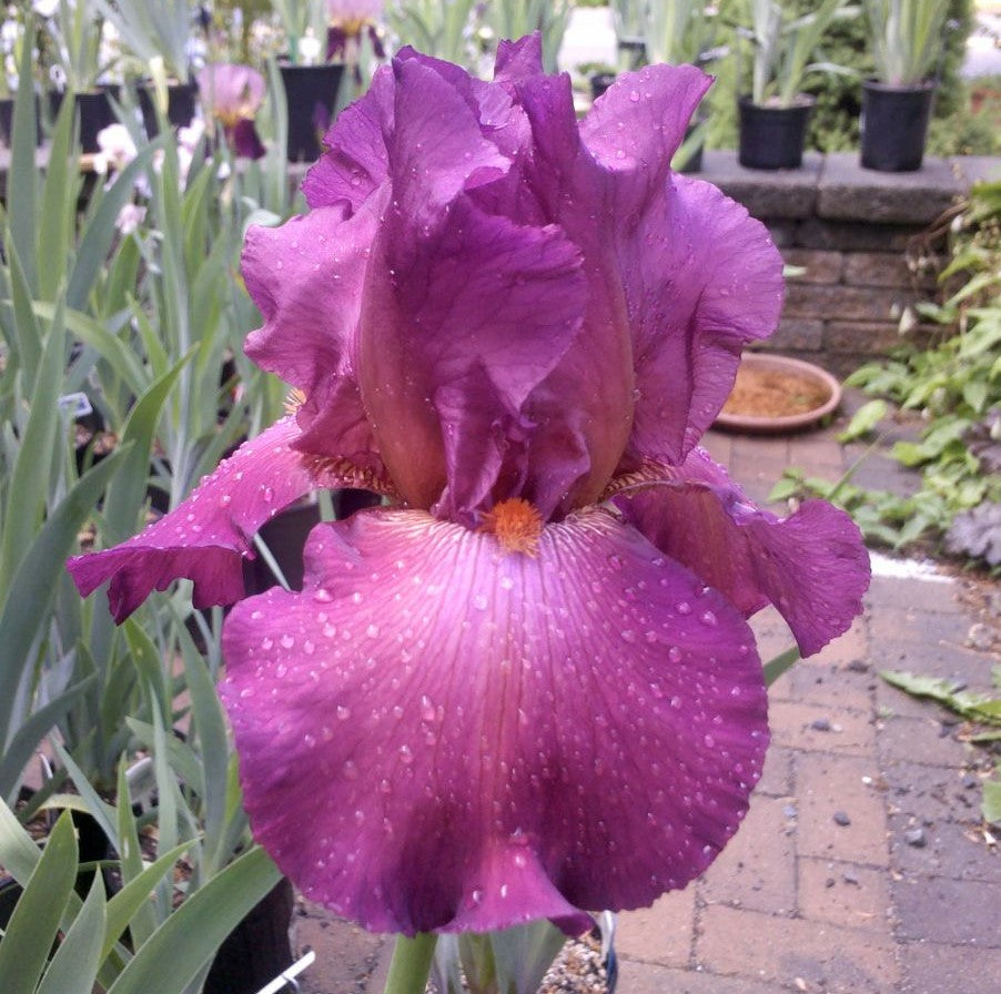 'Lady Friend' Bearded Iris - Blue Buddha Farm