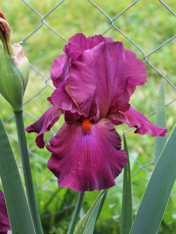 'Lady Friend' Bearded Iris - Blue Buddha Farm