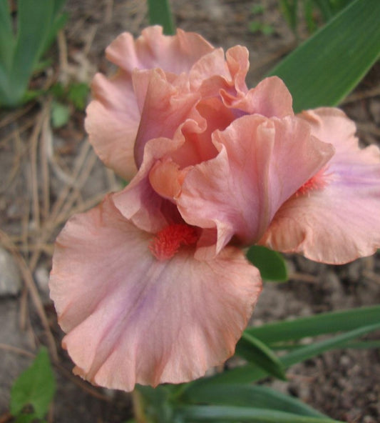 Lovable Pink Dwarf Bearded Iris from Blue Buddha Farm in full bloom, showcasing soft pink petals in a compact garden setting, perfect for borders and containers.