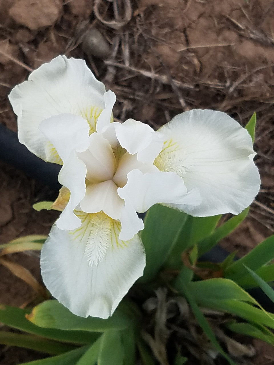 'Low Ho Silver' Bearded Iris - Blue Buddha Farm