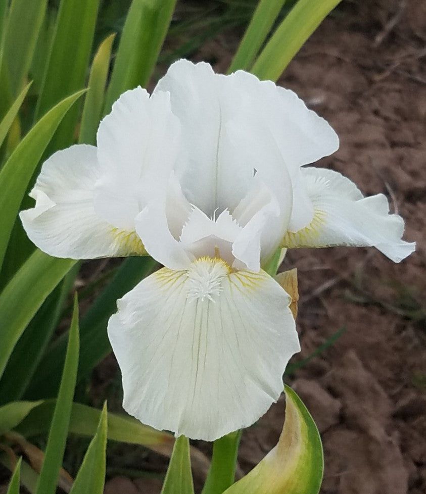 'Low Ho Silver' Bearded Iris - Blue Buddha Farm