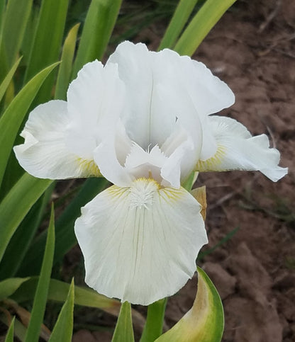 'Low Ho Silver' Bearded Iris - Blue Buddha Farm