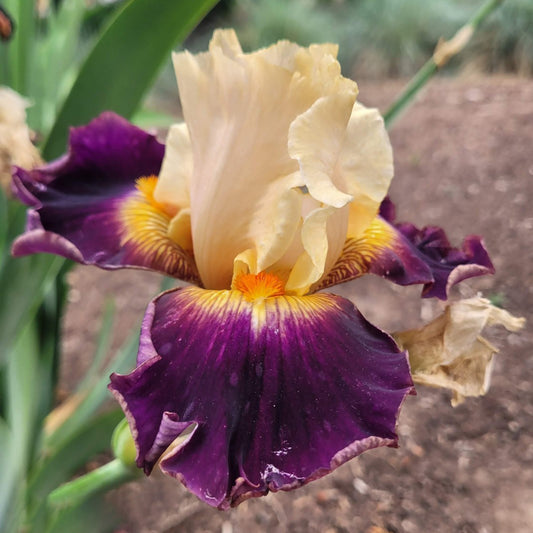 'Malheur' Bearded Iris - Blue Buddha Farm