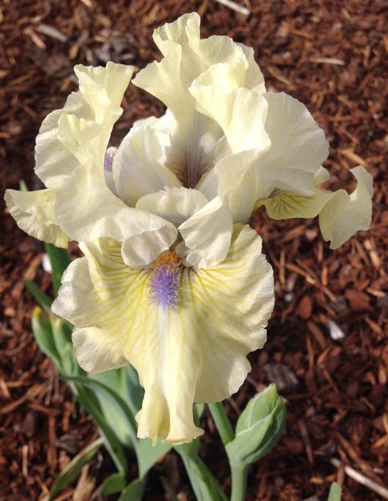 'Marsh Mist' Bearded Iris - Blue Buddha Farm