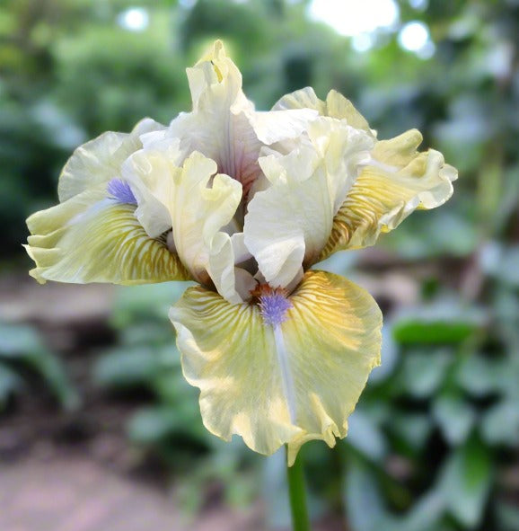 'Marsh Mist' Bearded Iris - Blue Buddha Farm