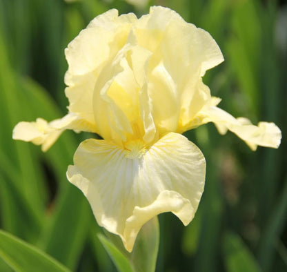 'Maui Moonlight' Bearded Iris - Blue Buddha Farm