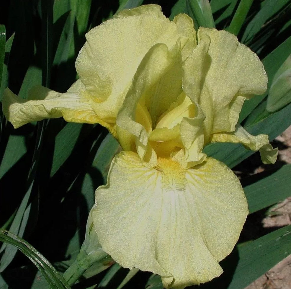 'Maui Moonlight' Bearded Iris - Blue Buddha Farm