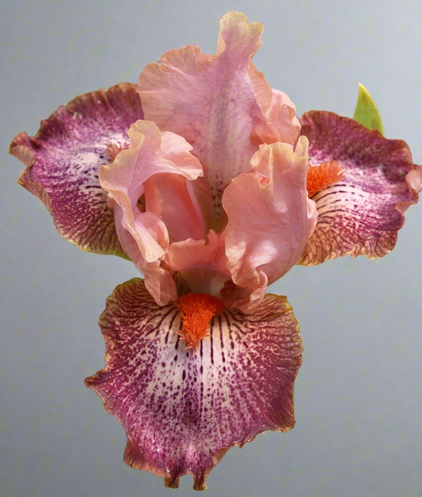 'McCrae' Bearded Iris - Blue Buddha Farm