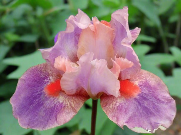 'McCrae' Bearded Iris - Blue Buddha Farm