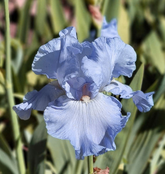 'Nestucca Rapids' Bearded Iris - Blue Buddha Farm