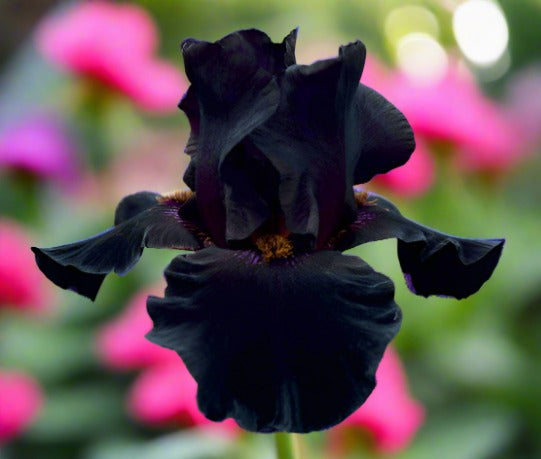 'Old Black Magic' Bearded Iris - Blue Buddha Farm