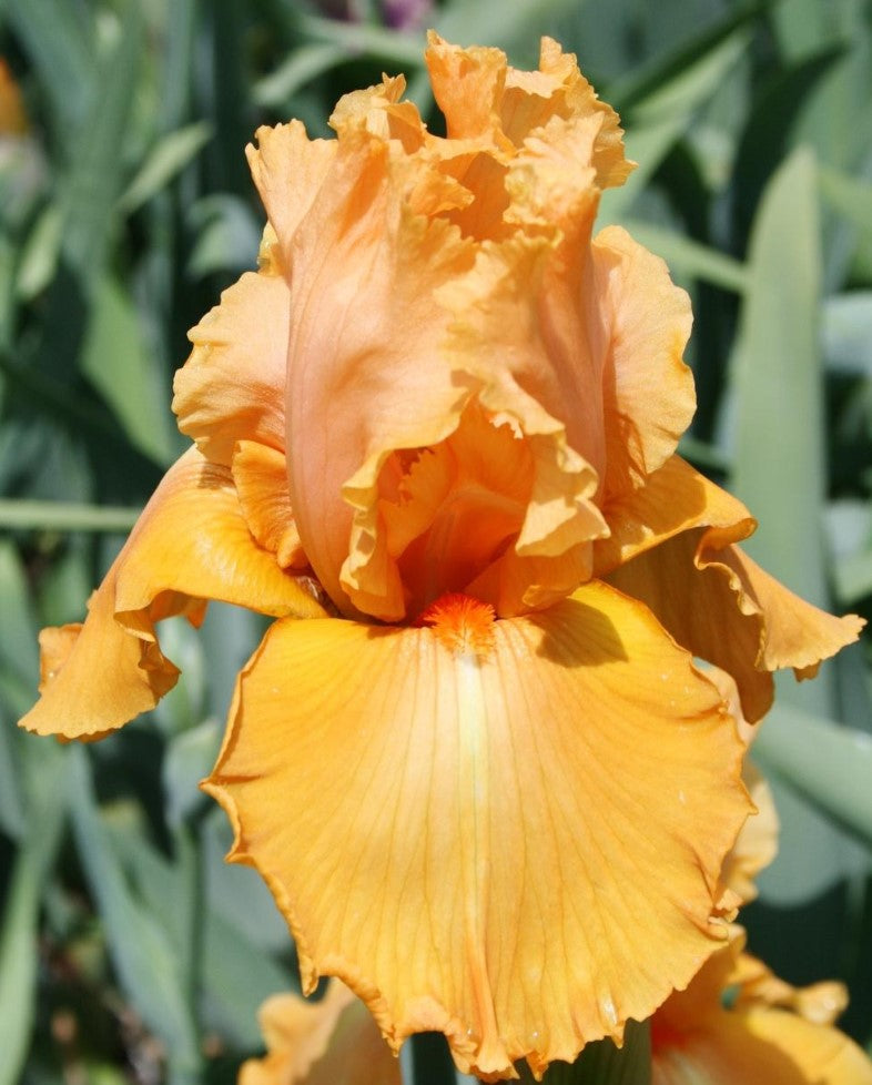 'Orange Splash' Bearded Iris - Blue Buddha Farm