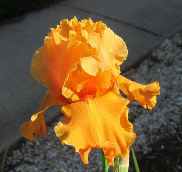 'Orange Splash' Bearded Iris - Blue Buddha Farm