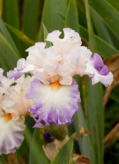 'Polite Applause' Bearded Iris - Blue Buddha Farm