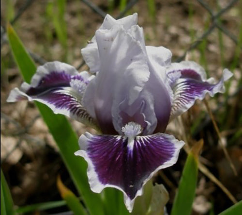 'Puddy Tat' Bearded Iris - Blue Buddha Farm