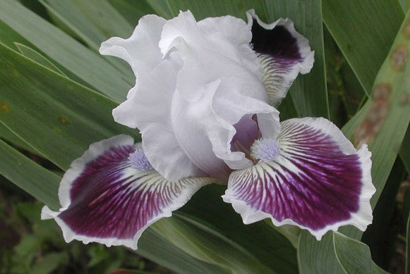 'Puddy Tat' Bearded Iris - Blue Buddha Farm