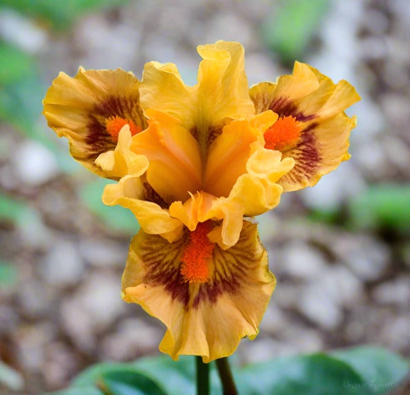 'Pure Juice' Bearded Iris - Blue Buddha Farm