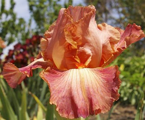 'Role Model' Bearded Iris - Blue Buddha Farm