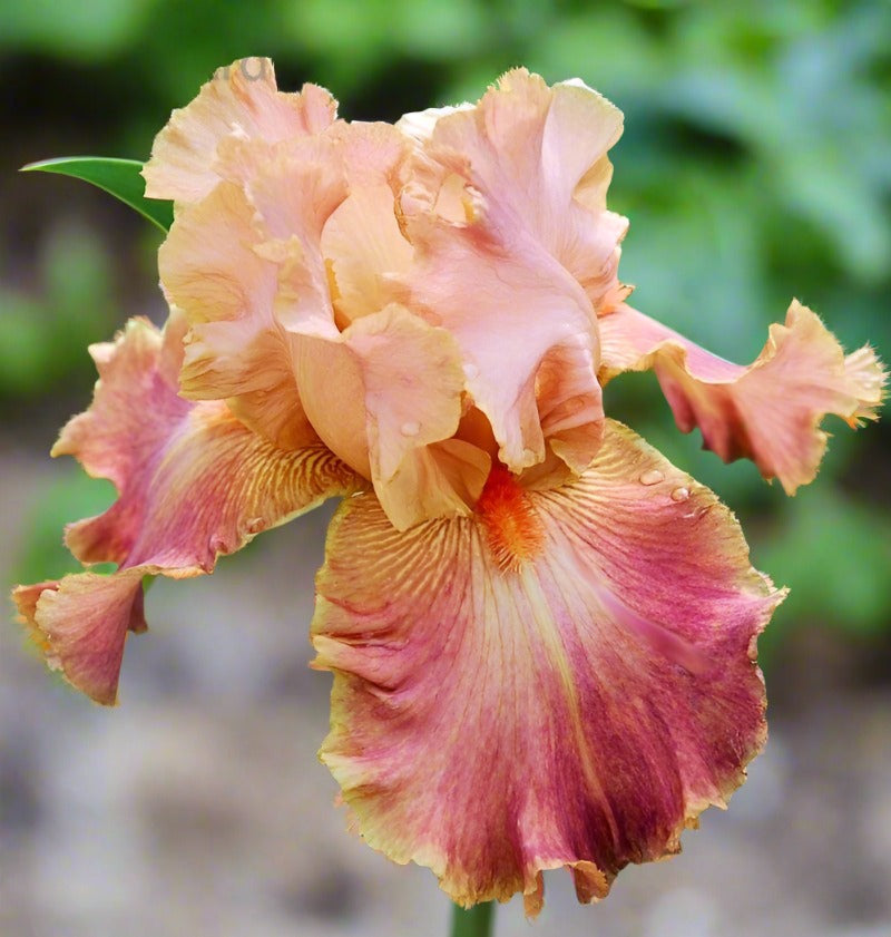 'Role Model' Bearded Iris - Blue Buddha Farm