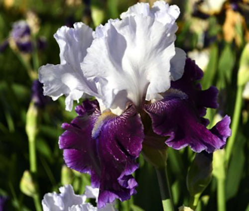 'Russian River' Bearded Iris - Blue Buddha Farm