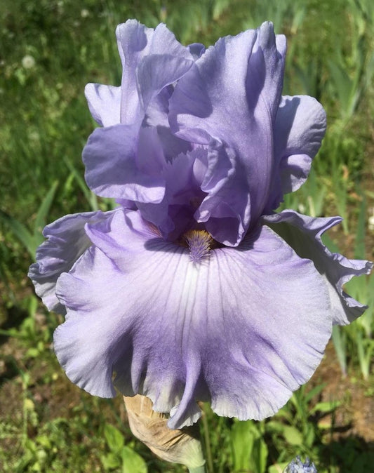 'Sea Of Love' Bearded Iris - Blue Buddha Farm