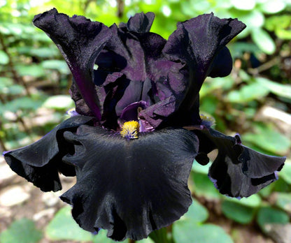 'Senor Jinx' Bearded Iris - Blue Buddha Farm