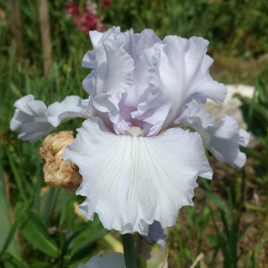 'Silverado' Bearded Iris - Blue Buddha Farm