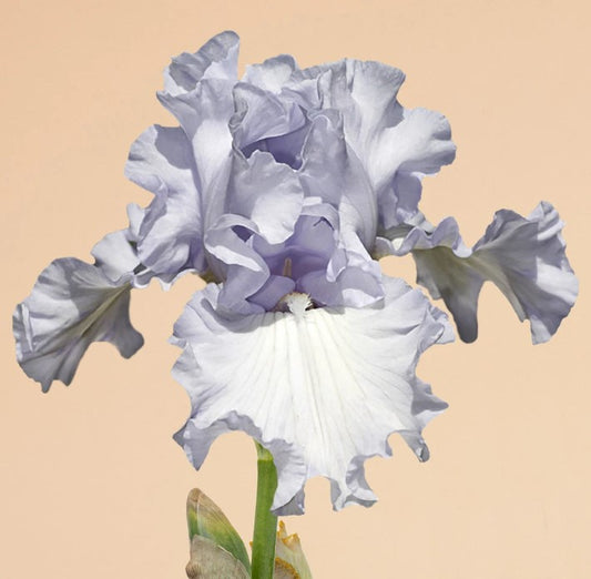 'Silverado' Bearded Iris - Blue Buddha Farm