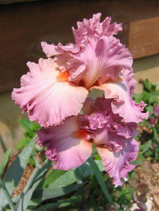 'Social Graces' Bearded Iris - Blue Buddha Farm