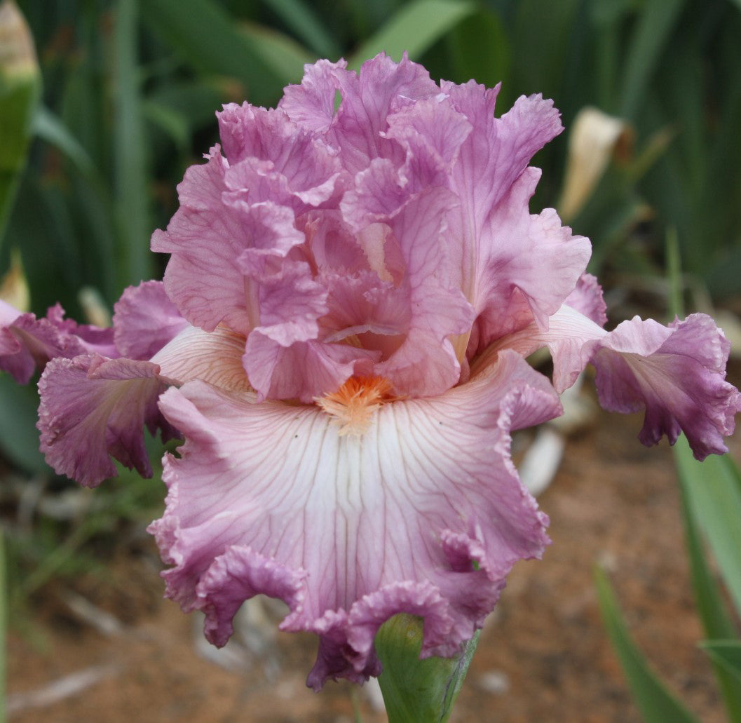 'Social Graces' Bearded Iris - Blue Buddha Farm