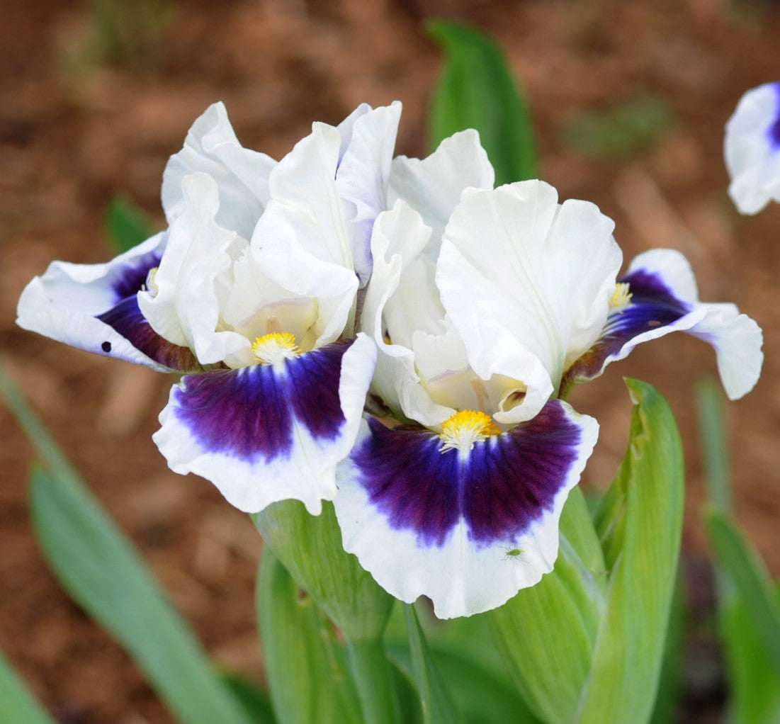 'Stop And Stare' Bearded Iris - Blue Buddha Farm