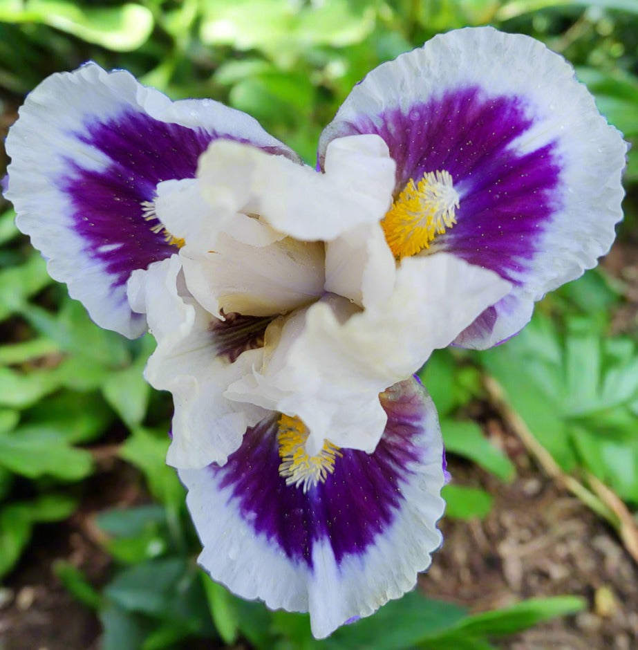 'Stop And Stare' Bearded Iris - Blue Buddha Farm