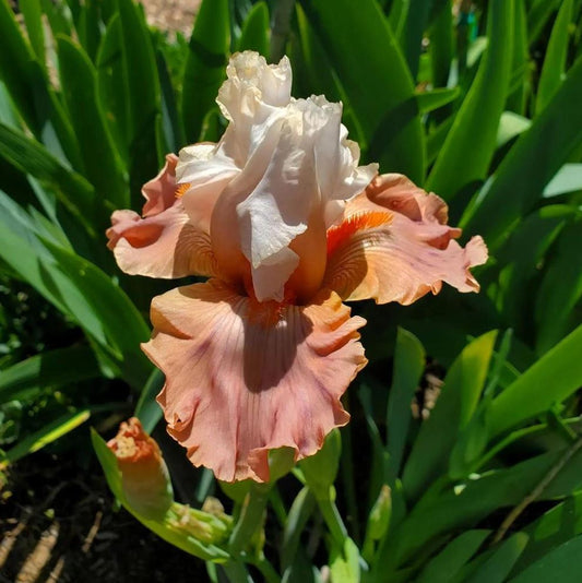 'Struck Twice' Bearded Iris - Blue Buddha Farm