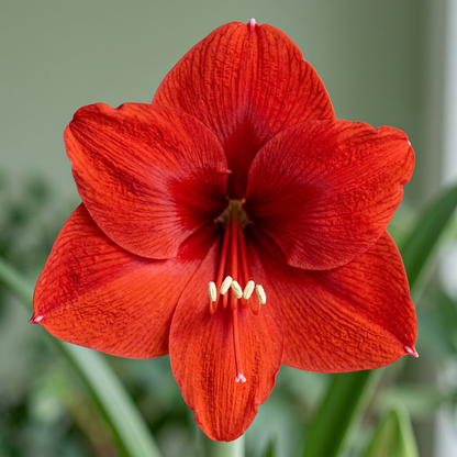 Red Lion amaryllis bloom close-up