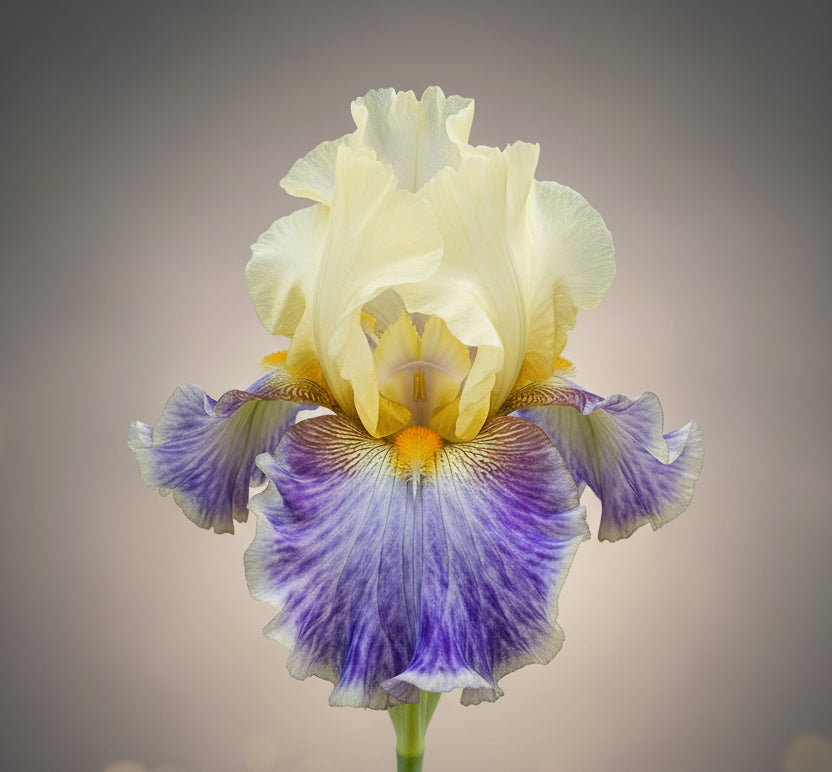 Multicolored rhizome cowboy iris flower with purple and yellow petals in a garden setting.