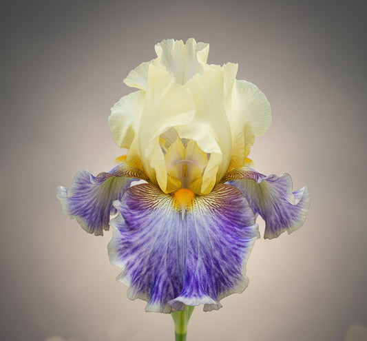 Multicolored rhizome cowboy iris flower with purple and yellow petals in a garden setting.