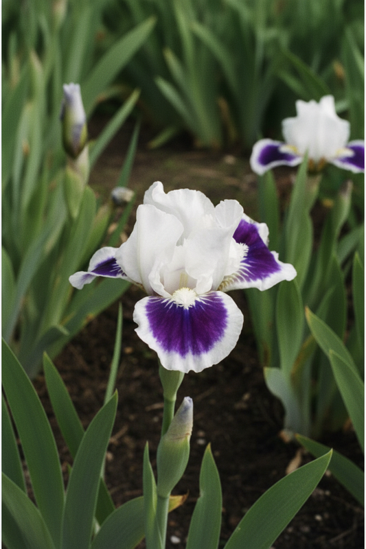 Riveting Iris Garden