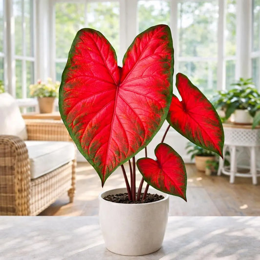 Rumbling Red Caladium Bulbs (2 bulbs) | *PREORDER Spring 2026* | Blue Buddha Farm