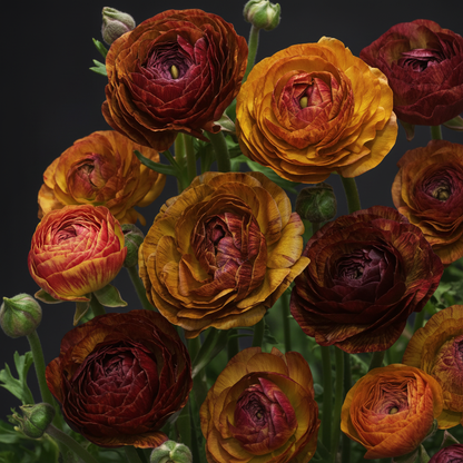 Tecolote Caffè Ranunculus