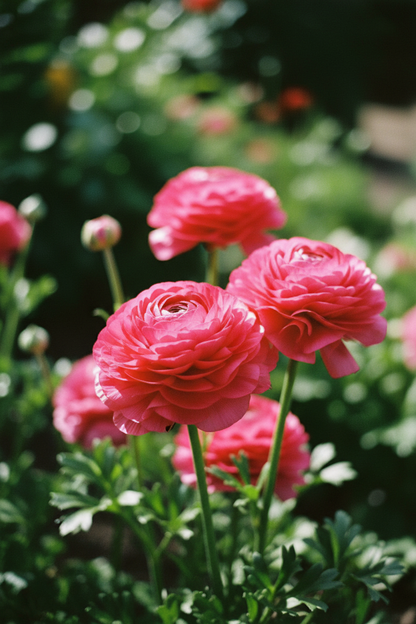 Tecolote Rose Garden