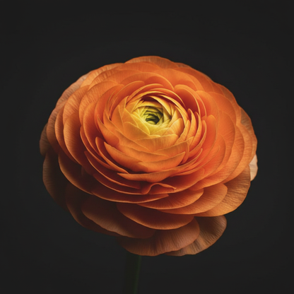 Tecolote Sunset Bloom