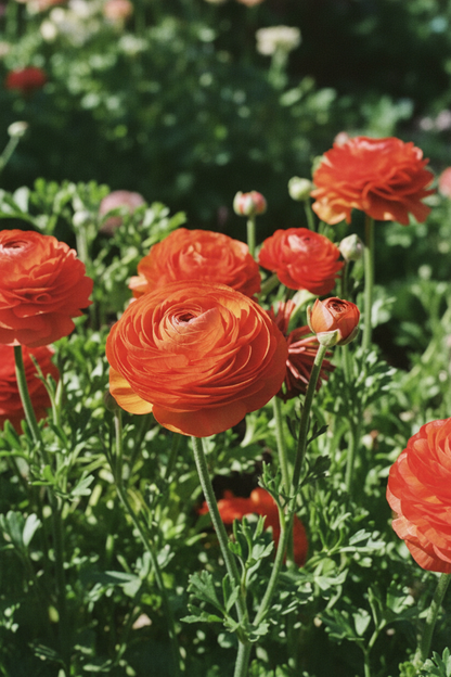 Tecolote Sunset Garden