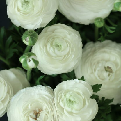 Tecolote White Bloom