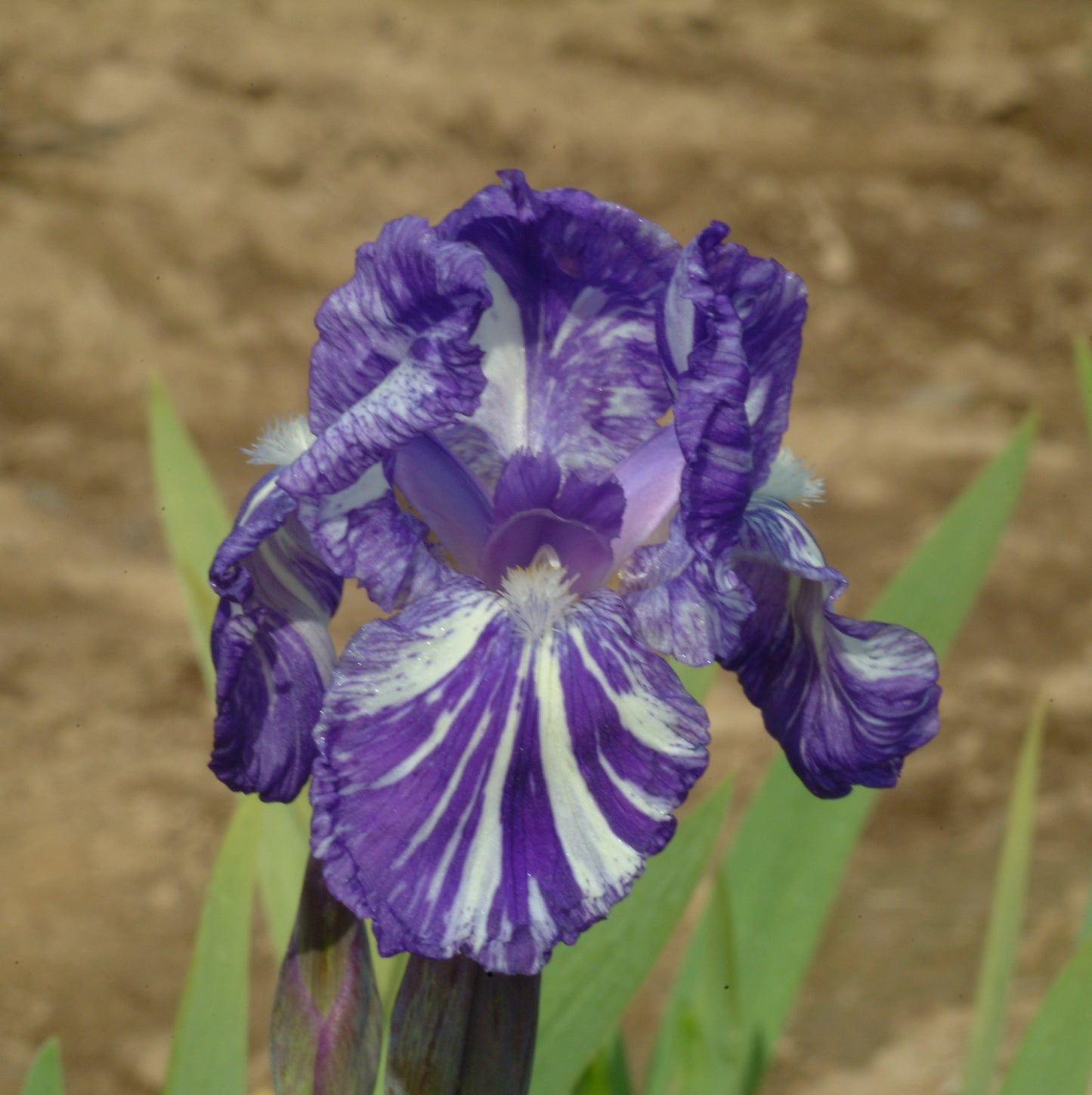'Blueberry Frilly' Bearded Iris **FALL PREORDER**