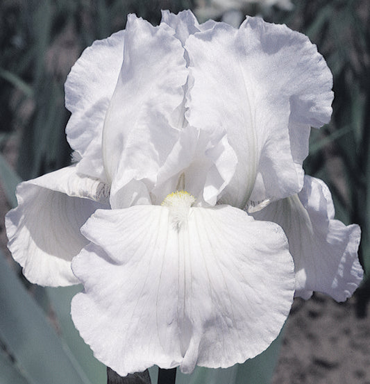 'Immortality' Bearded Iris **PREORDER Fall 2025**