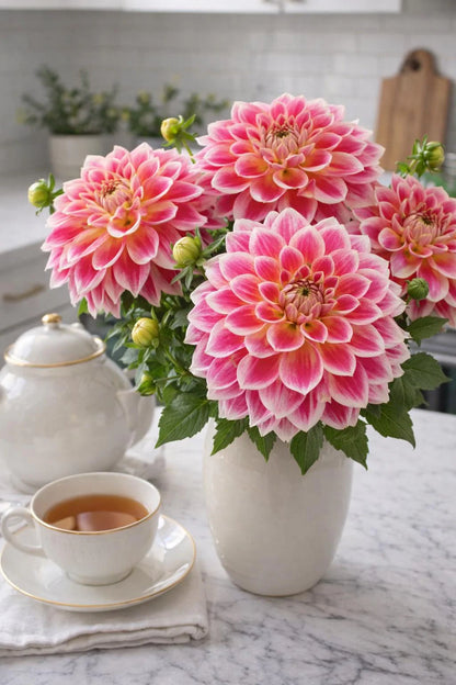 Temple of Beauty Dahlia Tuber – 4–5" Decorative Pink & Cream Blooms