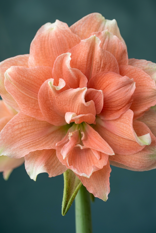 Tika Coral amaryllis close-up with a muted deep teal background