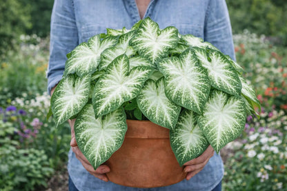 Water's Edge Caladium Bulbs (2 Bulbs) | Blue Buddha Farm