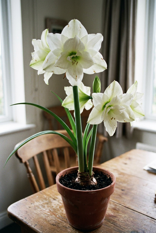 White Symphony amaryllis in a casual, natural home setting