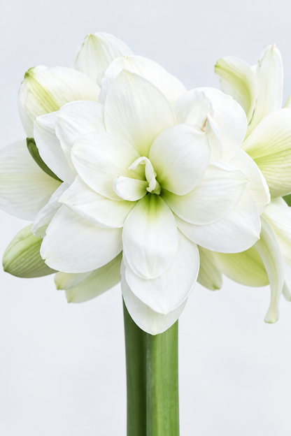 White Symphony bloom detail